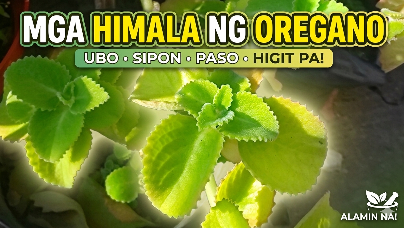 Halamang oregano sa paso