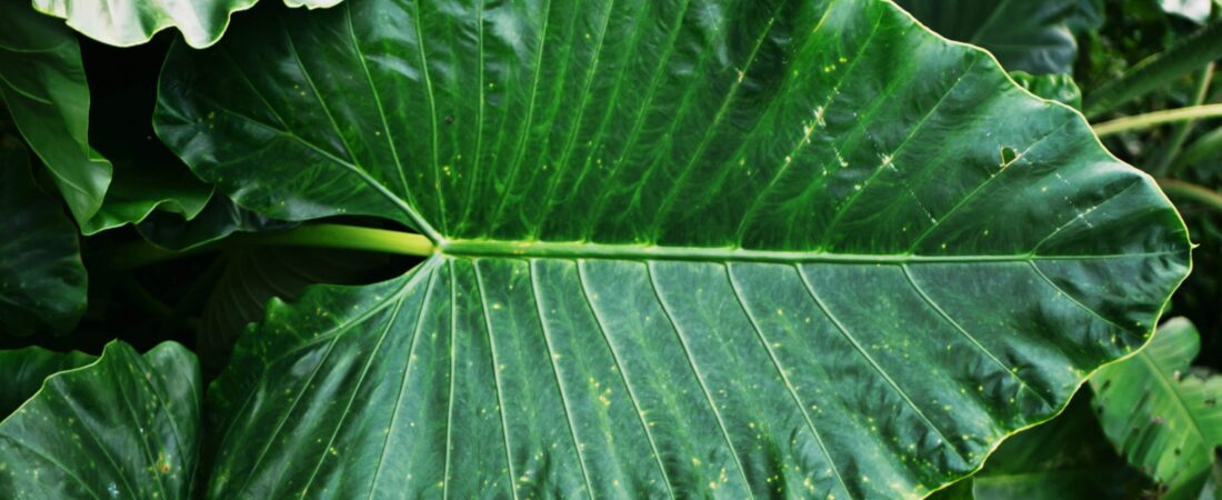 Badjang Plant Care: Gabay sa Pag-aalaga ng Giant Taro