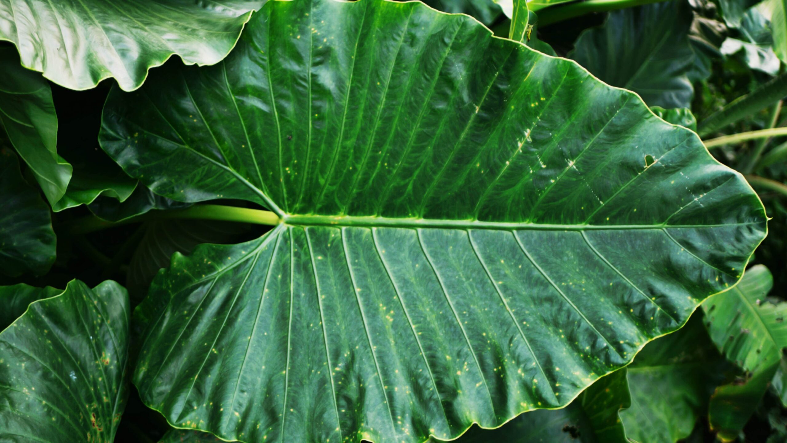 Badjang Plant Care: Gabay sa Pag-aalaga ng Giant Taro