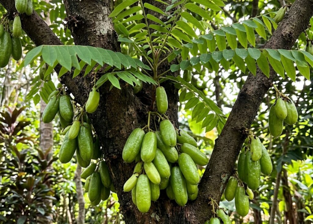 Ang pambihirang gamit ng kamias sa bahay at kusina